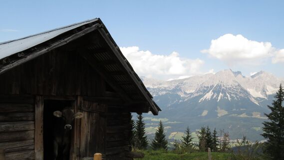 Ellmau_11er-Kaiserblick-Runde_Wilder Kaiser