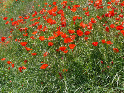 Mohn web