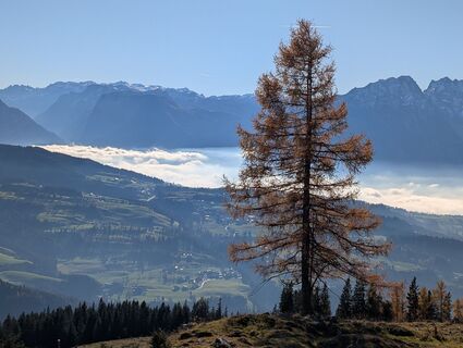 Fotografija s spletne strani Pfefferam na poti