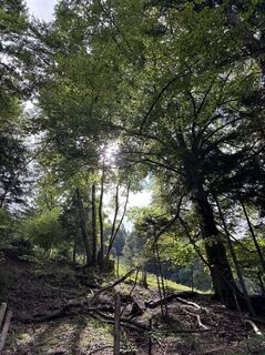 Photo de Denise Miller le long du parcours