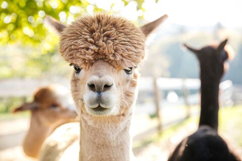 Alpakas im Thermen- & Vulkanland Steiermark