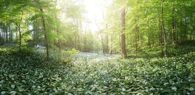 Bärlauchfelder Lichtenberg