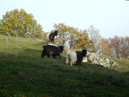 Wallieser Schwarzhalsziegen