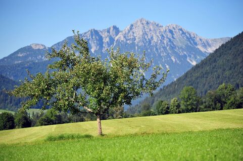 Baum_vor_dem_Kaisergebirge_in_Itter.jpg