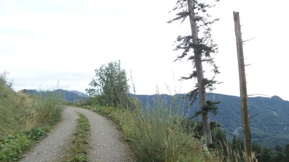 Auffahrtsweg Pernecker Kogel