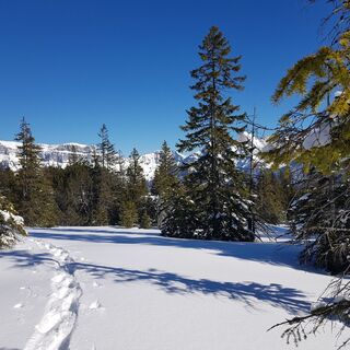 Schneeschuhtrail Prodalp-Panüöl