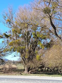 Fotografija s spletne strani Julika Jármer na poti