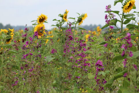 Blumenwiese