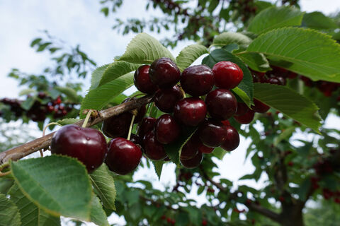 Kirschen an der Obst- und Hofladenrunde