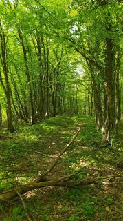 Fotografija s spletne strani Ines Velicki na poti