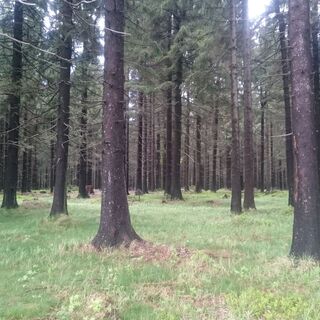 Bergfichtenwald am Rennsteig