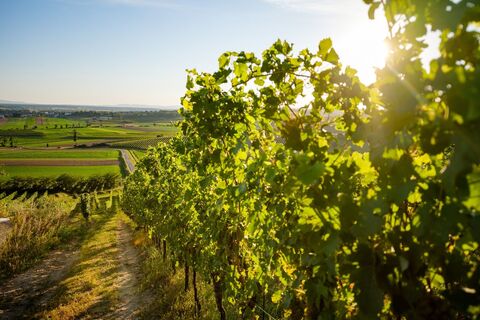 Das Blaufränkischland - Weingarten mit herrlichem Weitblick im Sonnenlicht