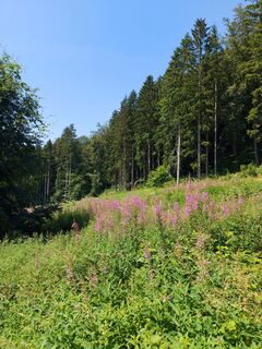 Forst bei Oesdorf
