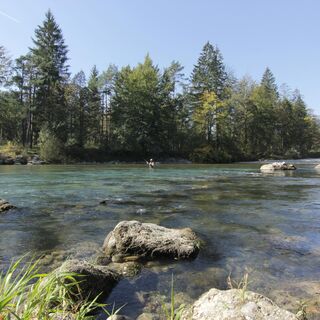 Fliegenfischer im Fluss Sava bei Radovljica