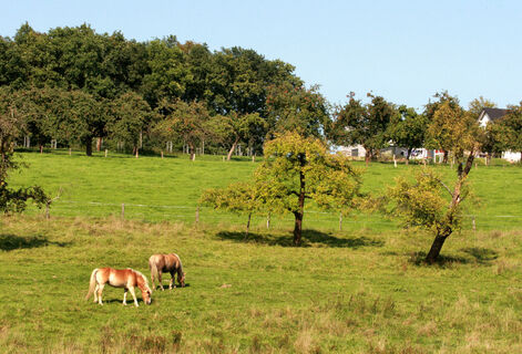 Pferde auf der Weide bei Wolperath