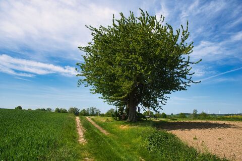 Blick auf den alten Kirschbaum am Sühnekreuz in Cossen