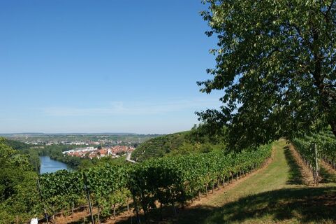 Weinberge bei Gemmrigheim