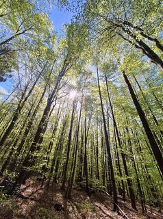 Fotografija s spletne strani Mimi na poti