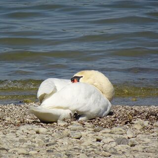 Schwan am Ufer