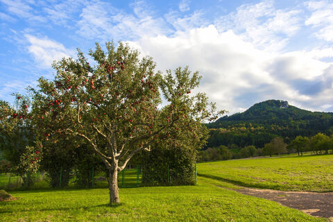 Obstbäume mit Lochenstein im Hintergrund