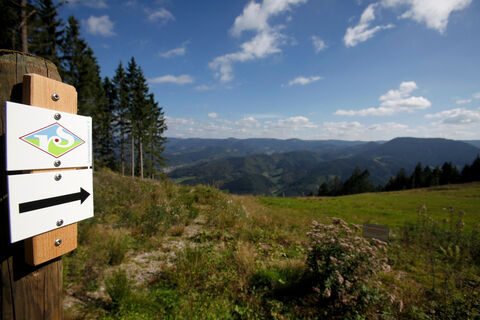 Renchtalsteigraute