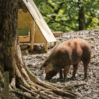 Eichelschwein
