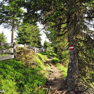 Angenehm der Duft der Sturm und Wind trotzenden Bäume.