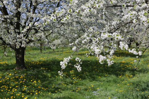 Blüte an der Obst und Hofladenrunde
