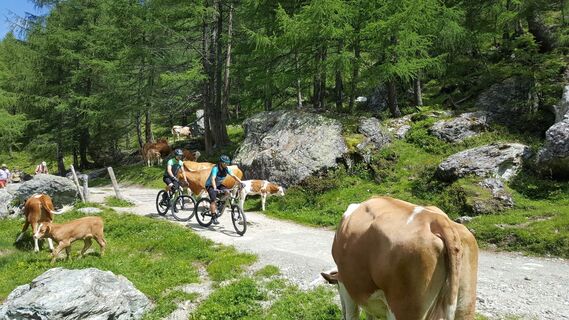 Auffahrt zum Giglachsee
