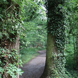 Pfad zwischen Bäumen
