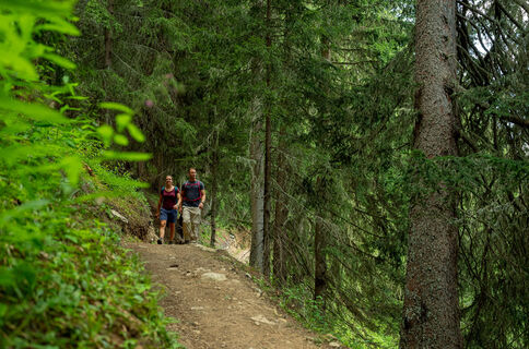 Wanderung im Bergwald