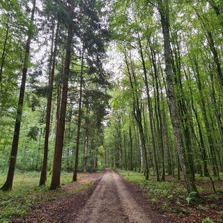 Albrunde