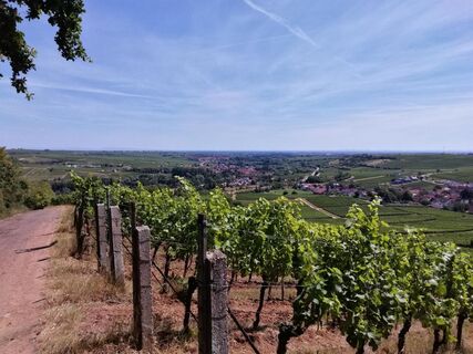 Blick ins Queichtal