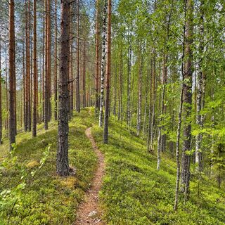 Harju-Landschaft auf der Pogosta-Route
