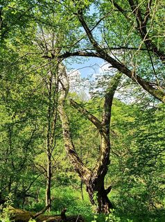 Fotografija s spletne strani Julika Jármer na poti