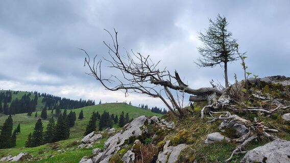 Fotografija s spletne strani Igor napast na poti