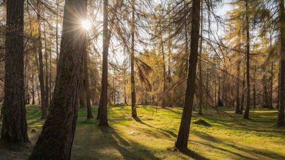 Lärchenwald bei Reith_Wald mit Sonnenstern.jpg