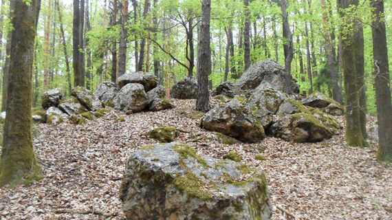 Große, von Moosen bewachsene Felsblöcke liegen in einem flachen Laubwald.