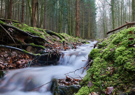 Orbquelle im Wald