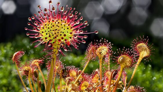 Rundblättriger Sonnentau im Naturpark Heidenreichsteiner Moor
