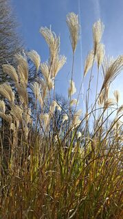 Foto de Mangolein a lo largo del recorrido