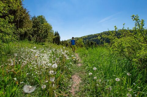 Auf dem Wacholderwanderweg