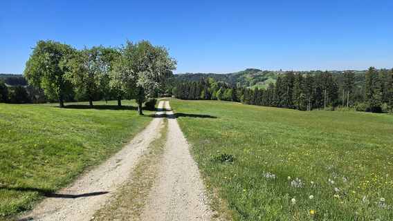 Abfahrt zum Wald