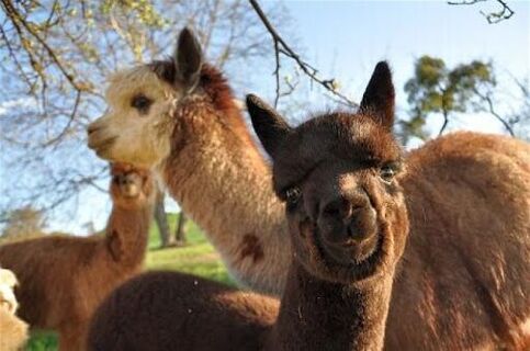 Thermenland Alpakas