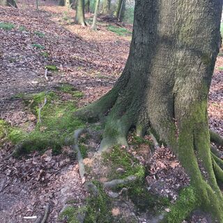 Natur in Werther