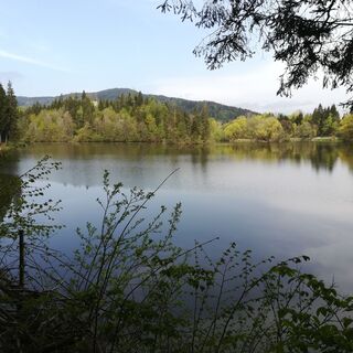 der westliche Teil des Mitterteiches - im Hintergrund die Ruine der Arnulfsfestung