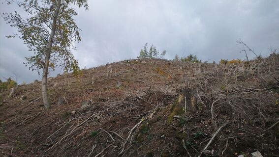 Foto von Betzenbergfex entlang der Tour