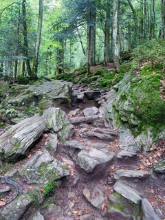 Steig neben Rißbach