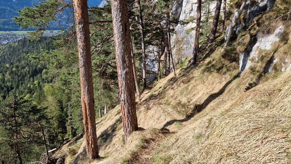 Wegverlauf im lichten Kiefernwald
