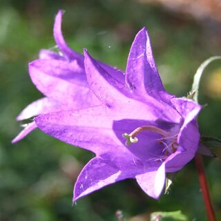Glockenblume am Weg